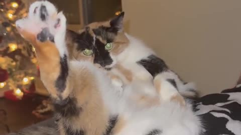 Calico Cat Shows Off Her Toe Beans