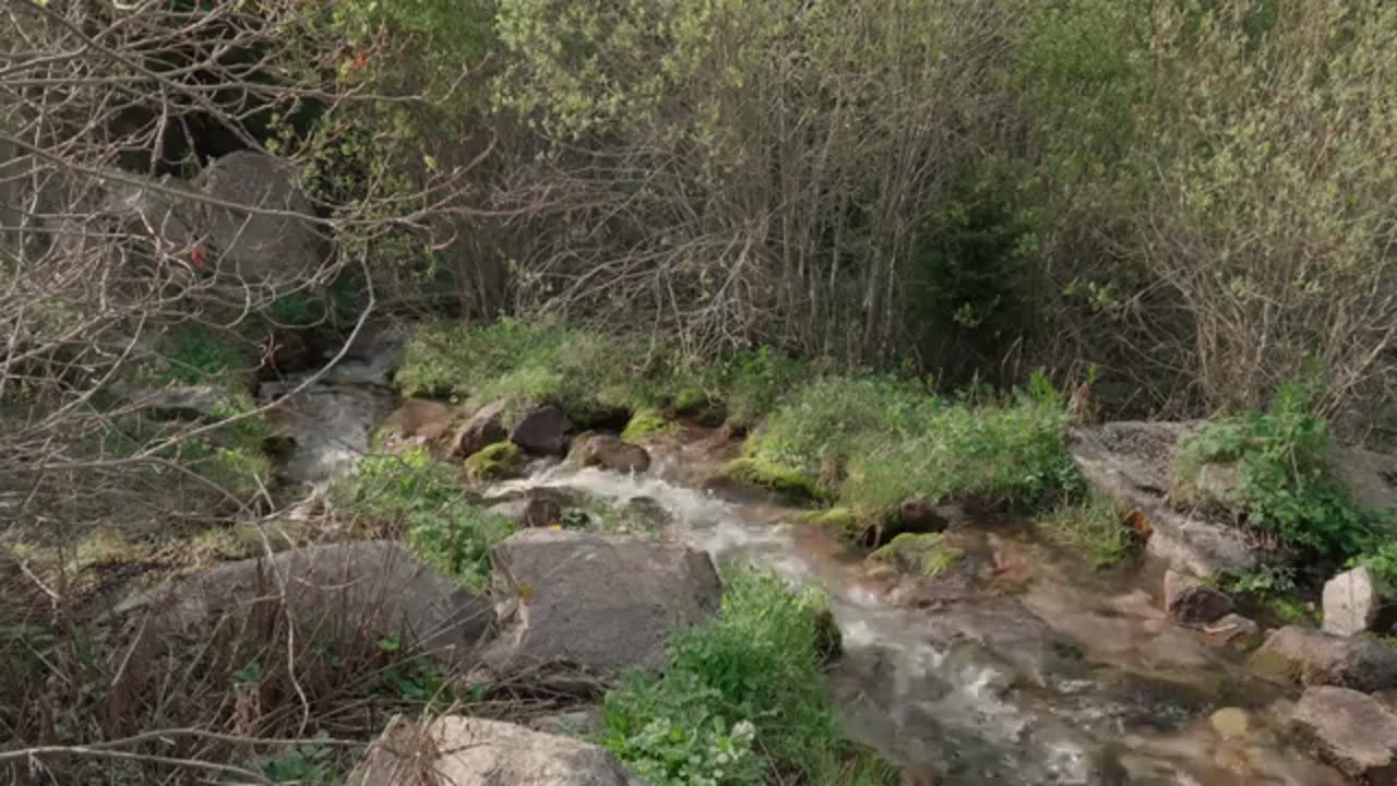 Restoring a Free Forest Shelter | Veranda Repair, Hammock Setup & Wild Animal Encounter
