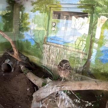 Burrowing Owls at a Zoo in Hermosillo Sonora Mexico