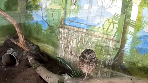 Burrowing Owls at a Zoo in Hermosillo Sonora Mexico