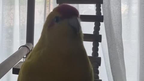 Chocobo to Camera, Pt 2