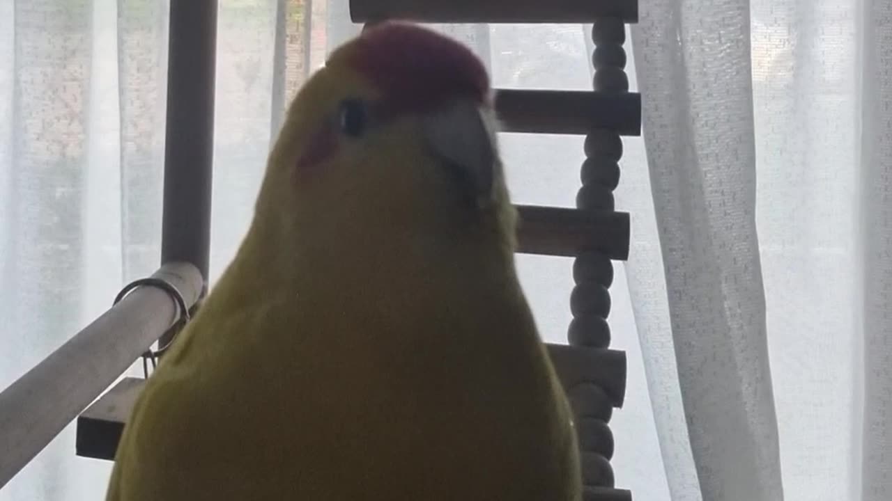 Chocobo to Camera, Pt 2