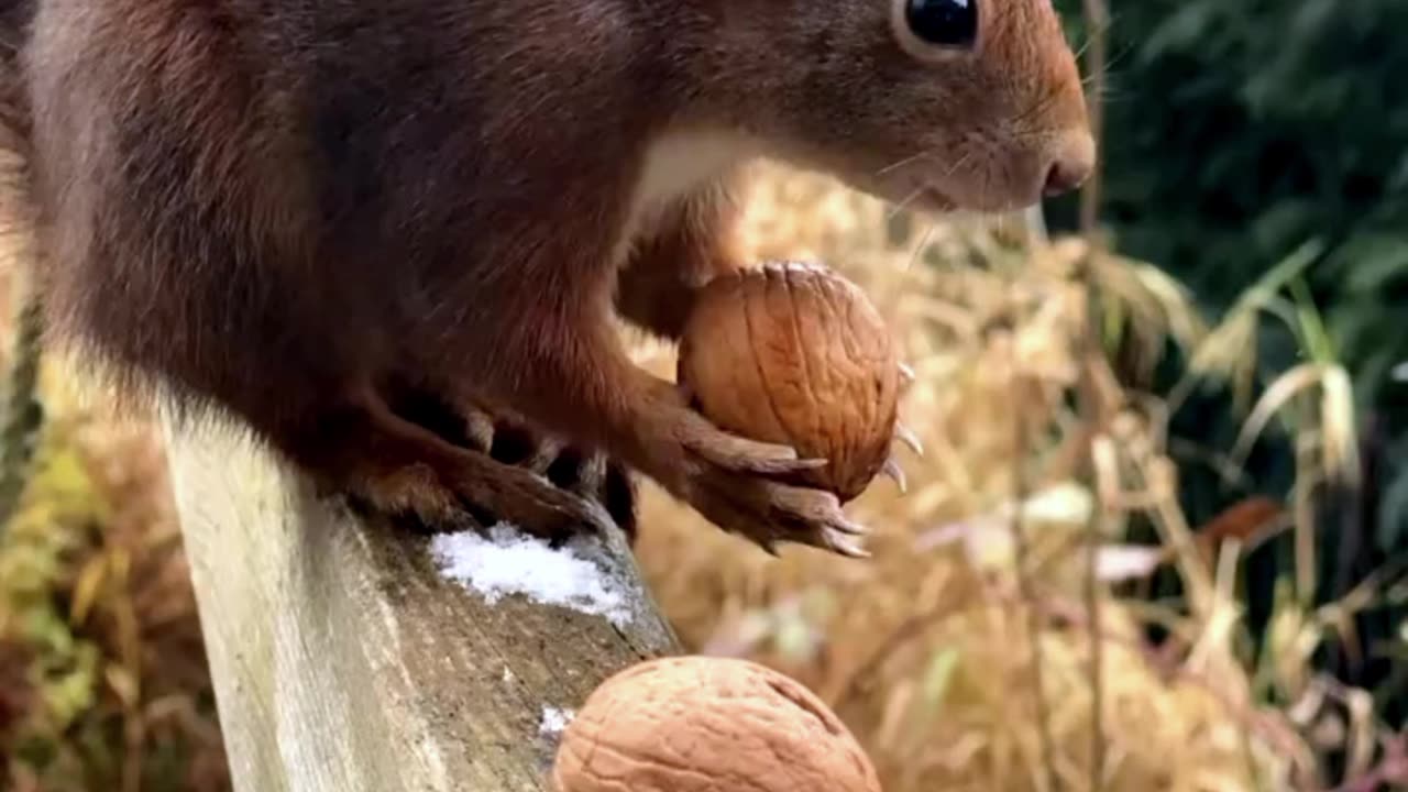 Animal shots video
