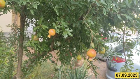 Животът на един квартален НАР в жк Възраждане гр. Варна