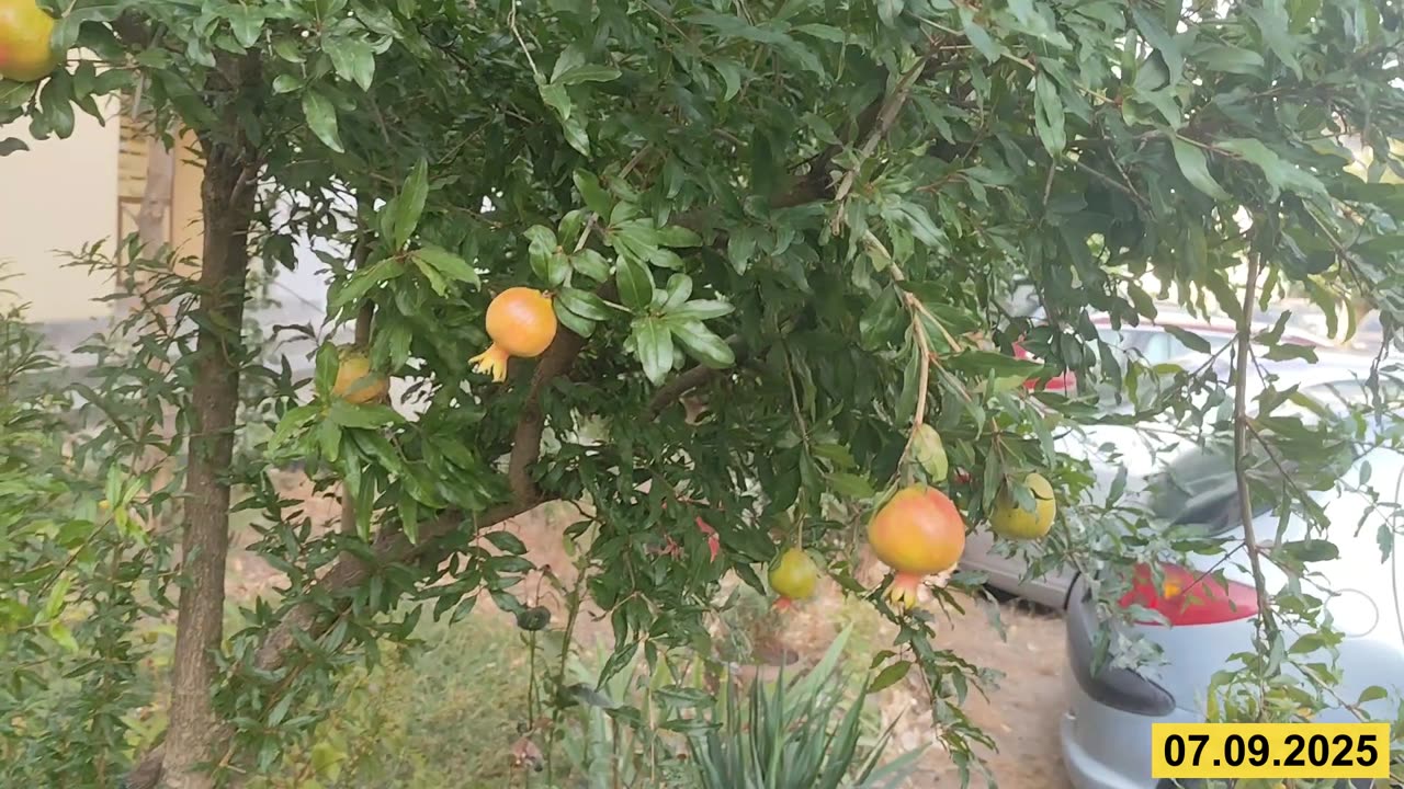 Животът на един квартален НАР в жк Възраждане гр. Варна
