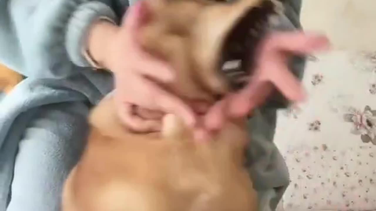 A messy dog