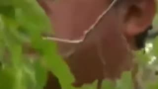 Raul, the tree-climbing illegal