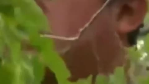Raul, the tree-climbing illegal