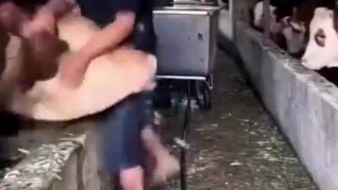 Very funny cow video