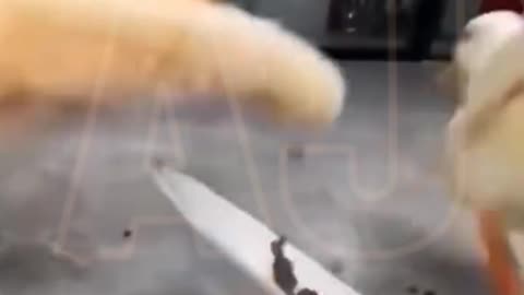Funny video