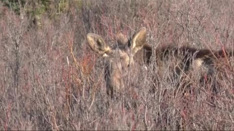 DID YOU GET THE JOKE ep# 24