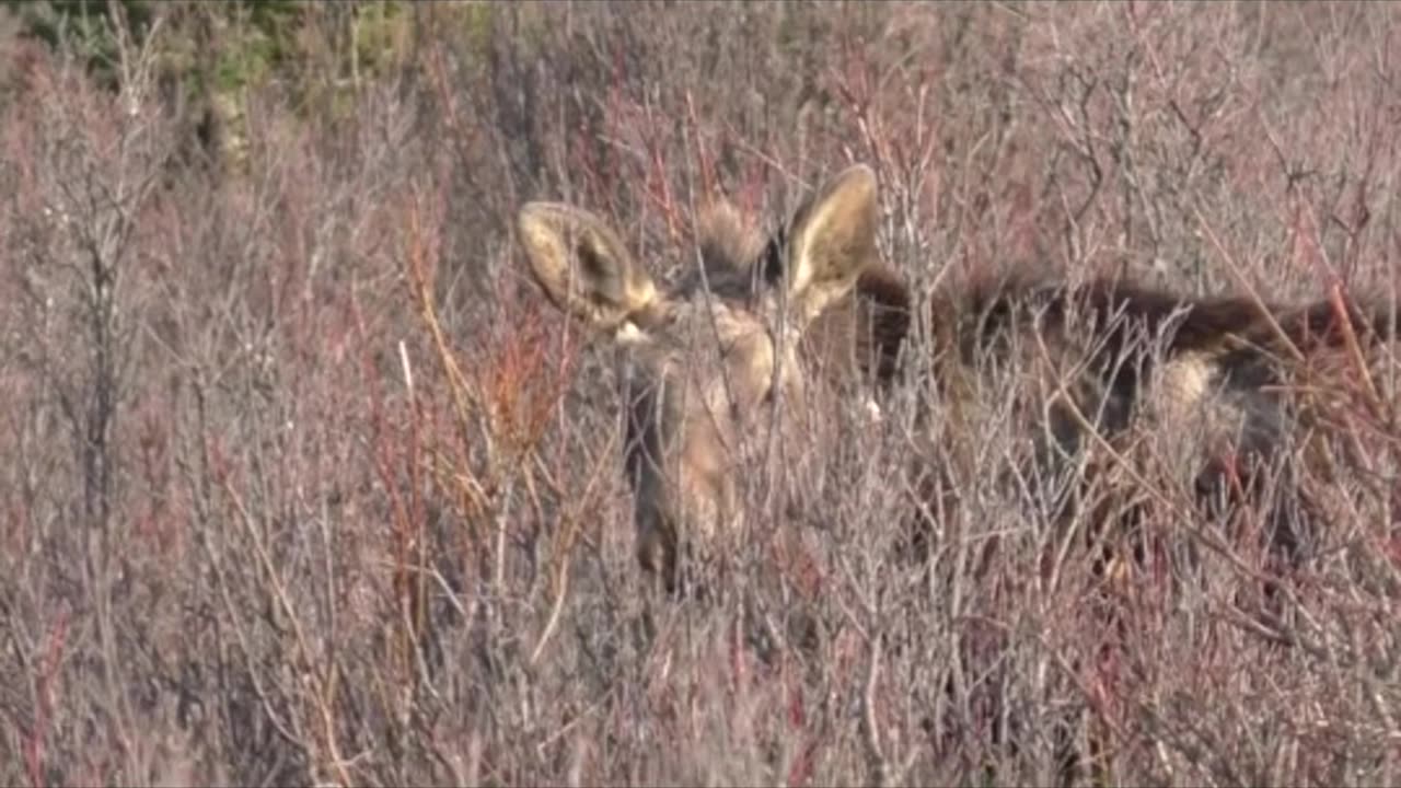 DID YOU GET THE JOKE ep# 24