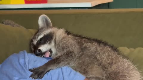 Marlowe the Rescue Raccoon Napping