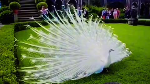 🦚 Pure Heart 🌍 Beautiful World | Share the Beauty ✨
