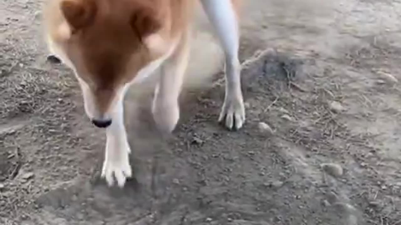Shiba Inu perpetual motion machine