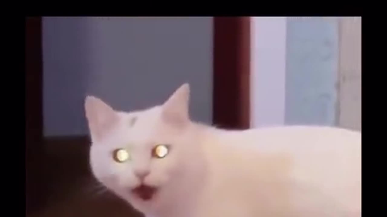 Cat panic attack