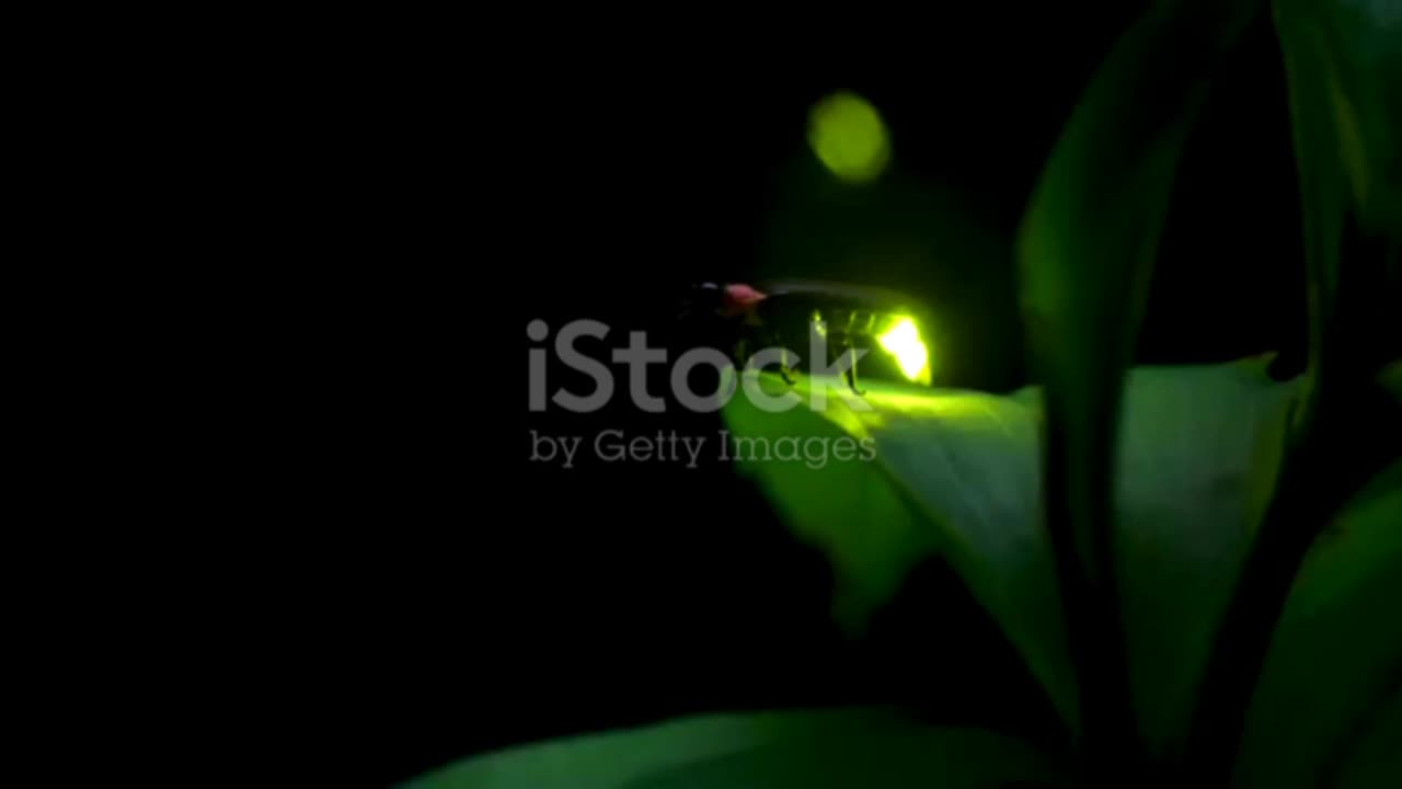 Why Do Jugnu (Fireflies) Glow? 🌟 Amazing Facts for Kids | Curious Cub