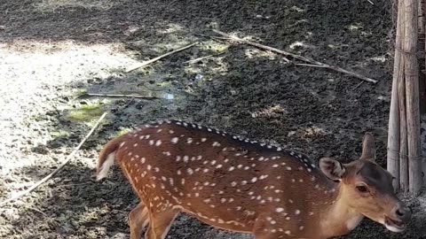 deer