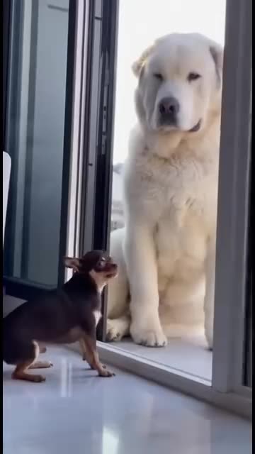 Little Dog's Big Moment! Can the tiny pup hold its ground? Generated using Kling AI