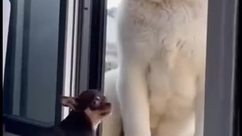 Little Dog's Big Moment! Can the tiny pup hold its ground? Generated using Kling AI