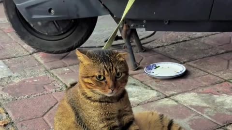 "Angry Cat Reaction 😾 | Lost My New iPhone in 2 Seconds 😱 | Cat Judges Me Hard"