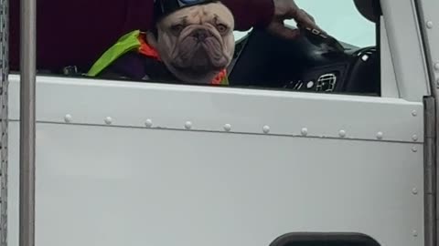 Blue-Collar Frenchie