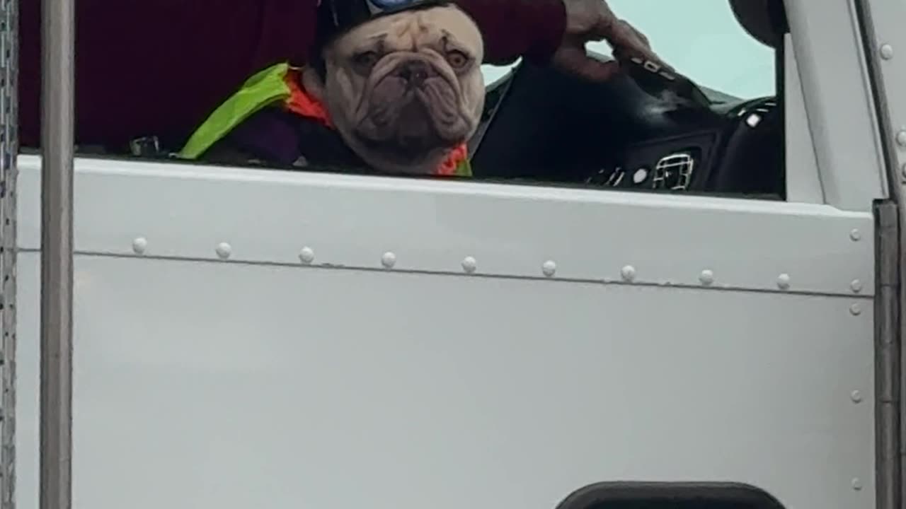 Blue-Collar Frenchie