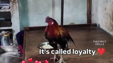 🤣❤️ You Won't Believe This Loyalty Moment! | FunFM