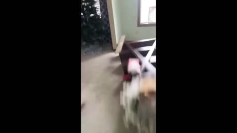 Funniest Animals Moment Part 3