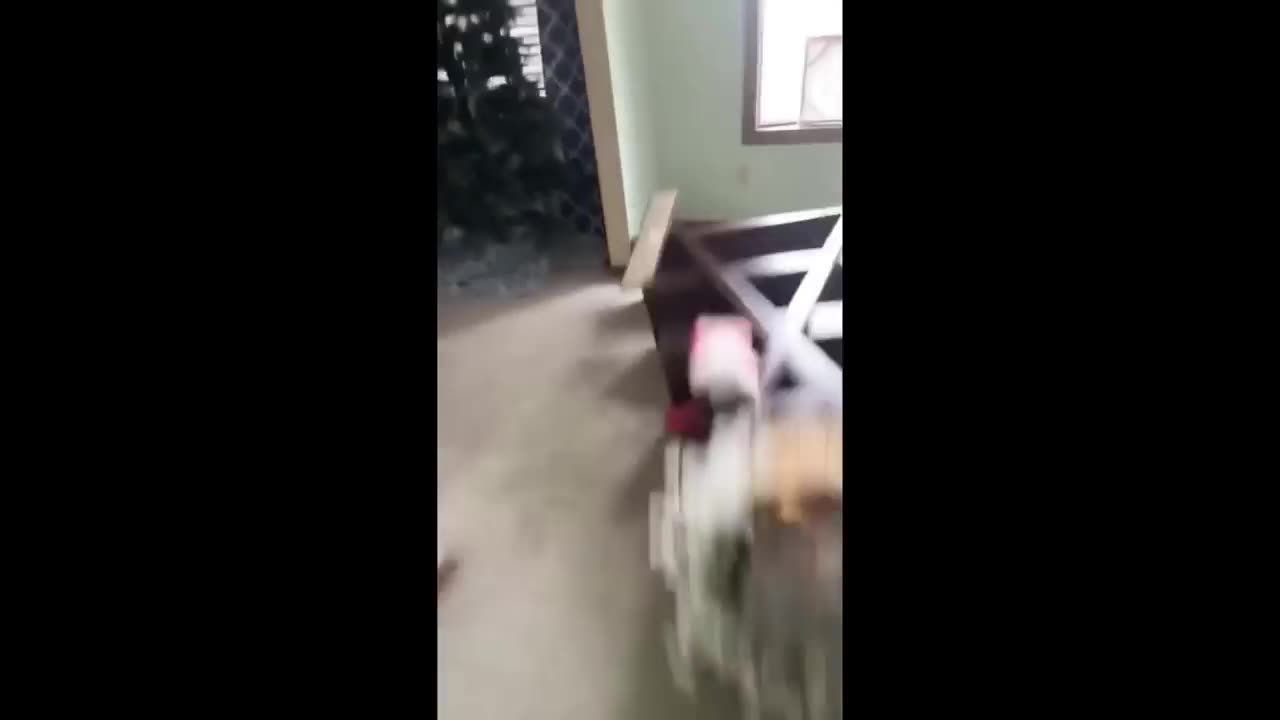 Funniest Animals Moment Part 3