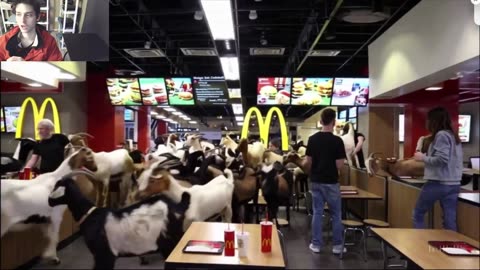 Outtake #1,042 Of Over 15 Sheep Roam Around A McDonald's Restaurant Fake Funny Parody Video