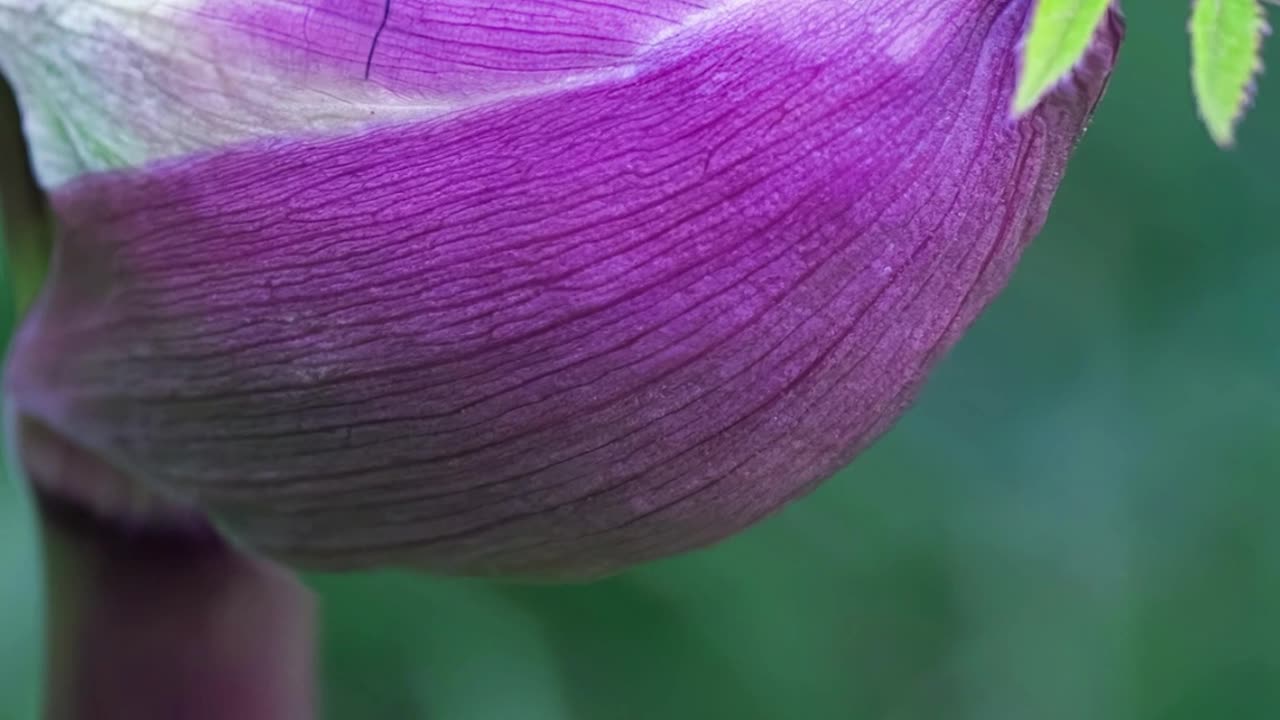 Have Faith in the Ascension Process & in Yourself