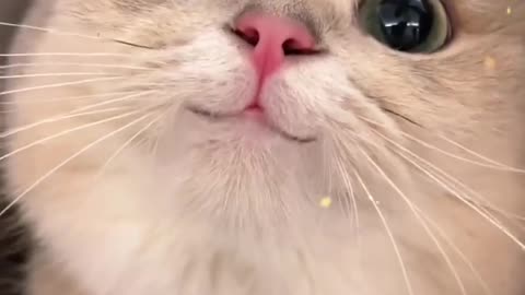 You can never have too many cats!