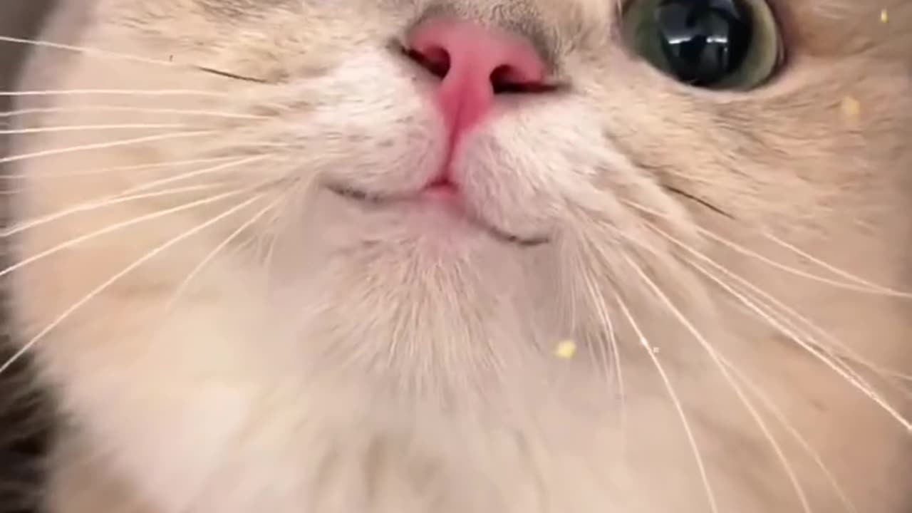 You can never have too many cats!