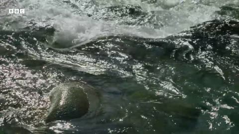 ‎Lioness vs Leopard | Big Cats 24/7 | BBC Earth