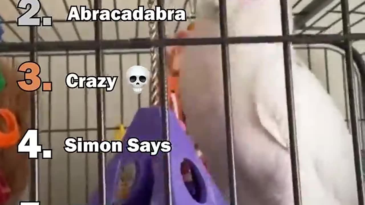 Ranking The Best Parrot Moments