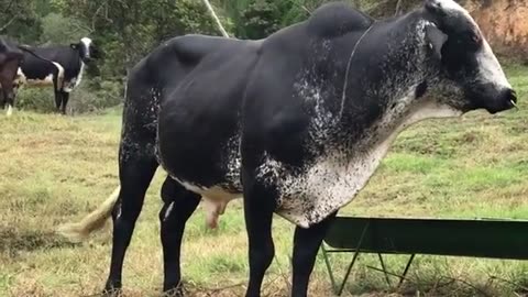 Black Cows