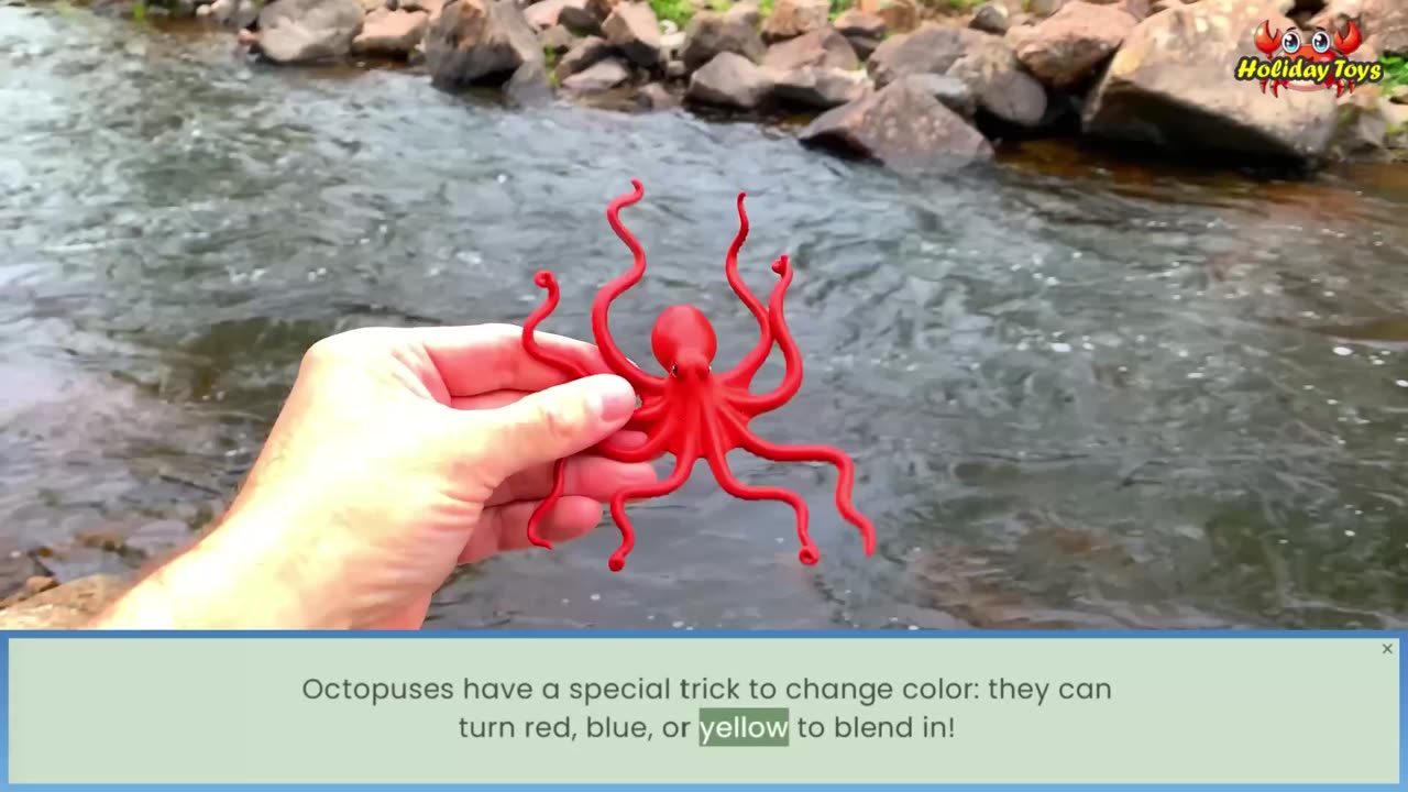 Marble Rays Hide Under Rocks in Fast Flowing Rivers