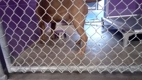 Alamo 11mos Pet Id 946677 HSSAZ shelter maybe tried 2 pee on me so I'd feed no one else, so I go