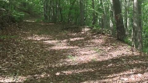 Short hike through National Forest