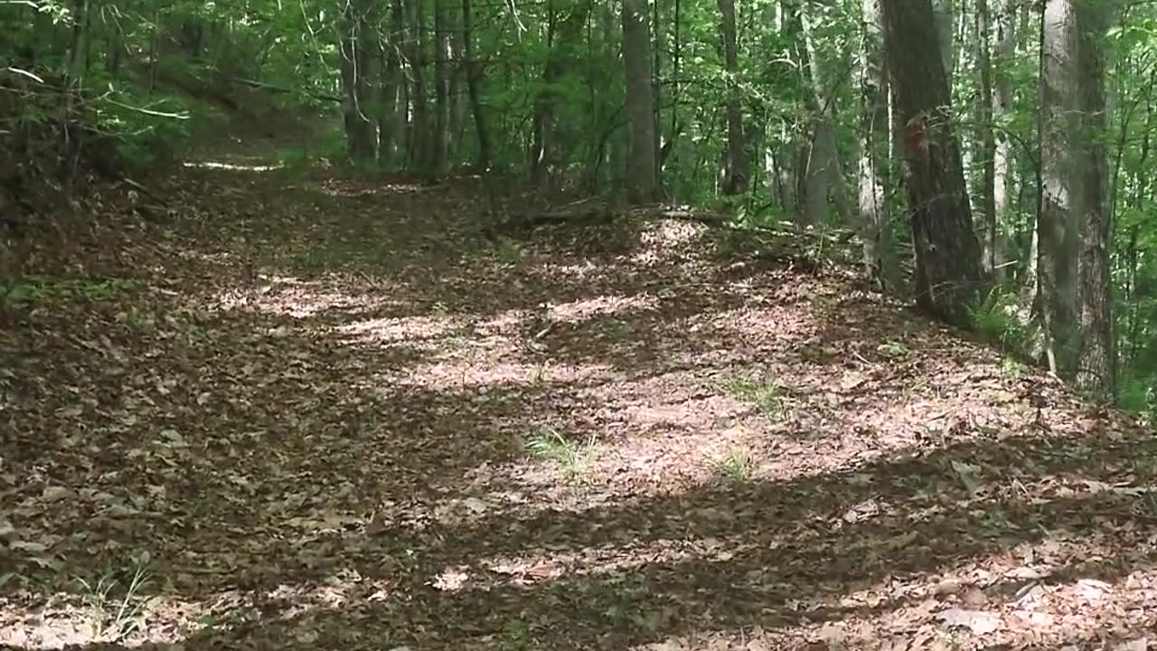 Short hike through National Forest