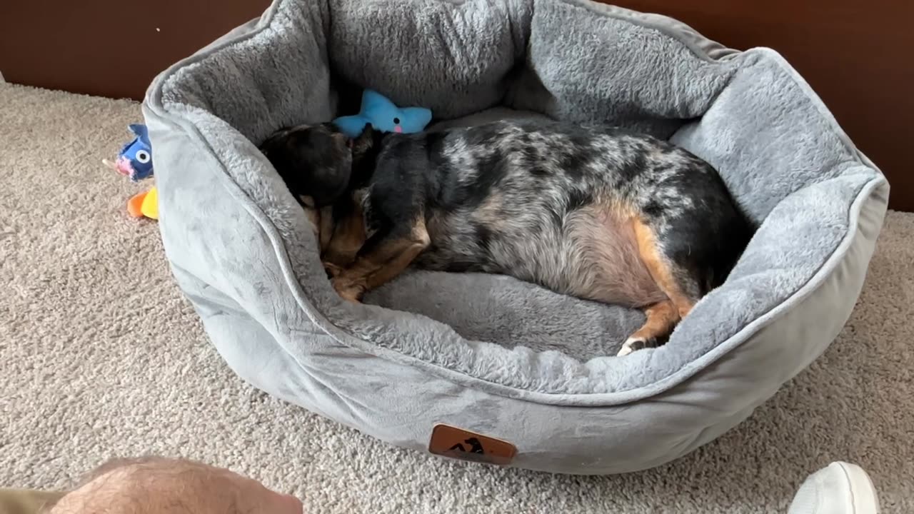 Review Asvin Medium Dog Bed