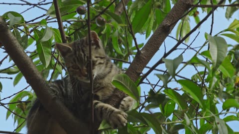 Cute Animal Ep87