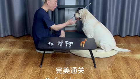 俺家有只通灵犬 My family has a spirit-medium dog