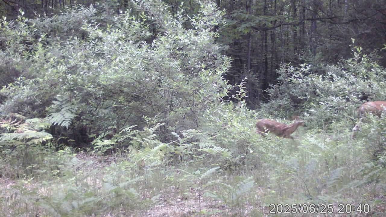 cam 6 6