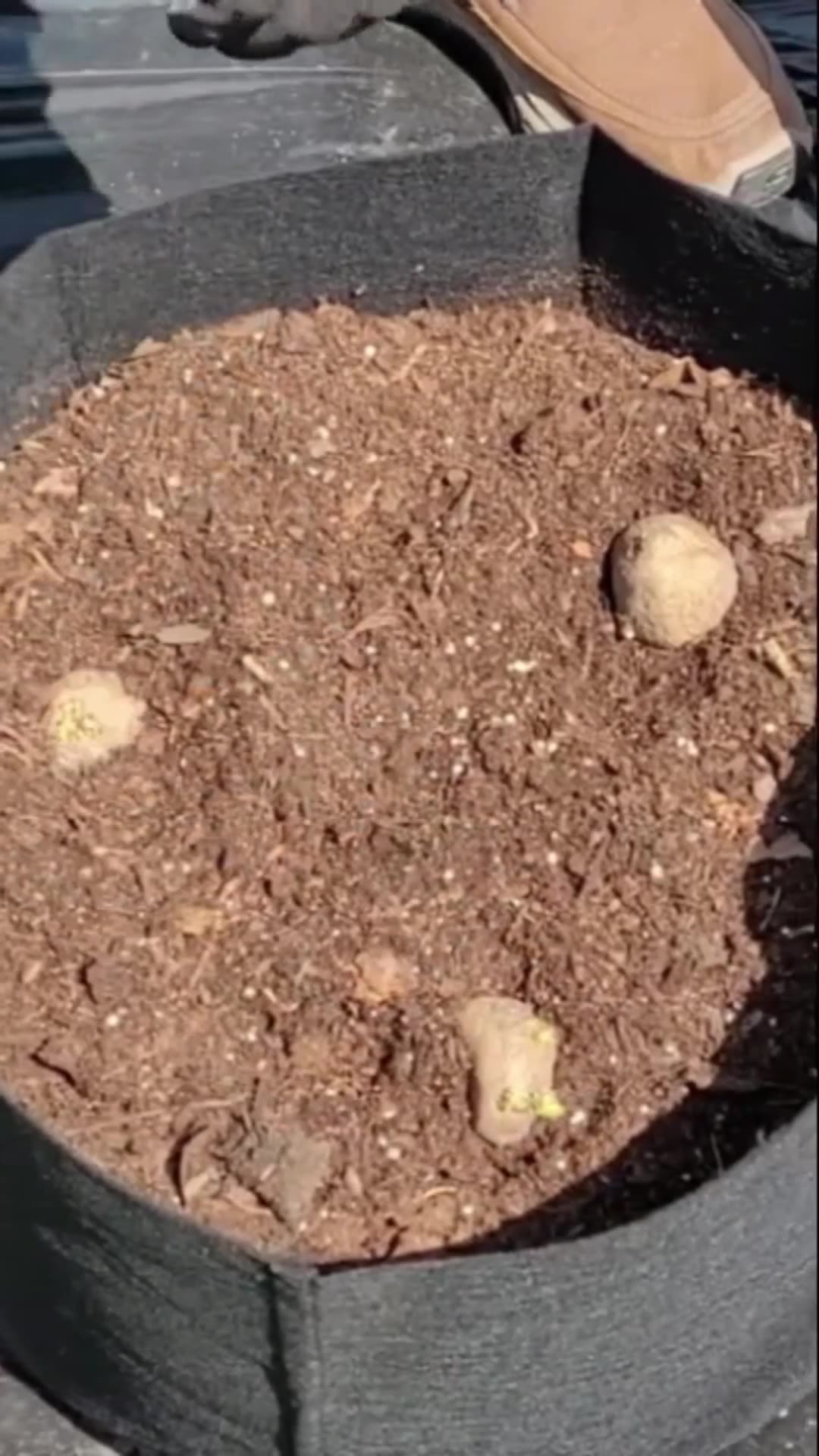 Planting Kennebec Potatoes in 10 Gallon Grow Bags