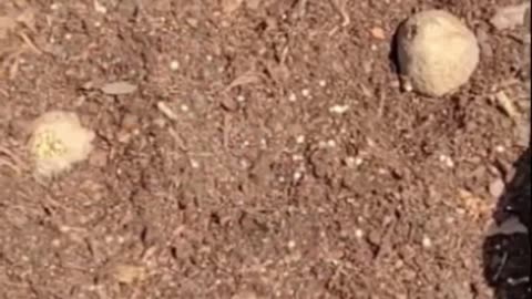 Planting Kennebec Potatoes in 10 Gallon Grow Bags