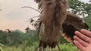 Weird Bird