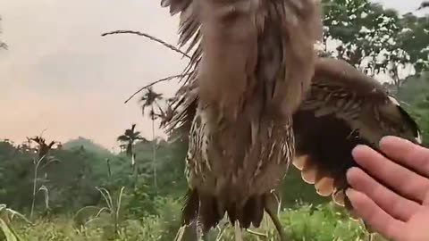 Weird Bird