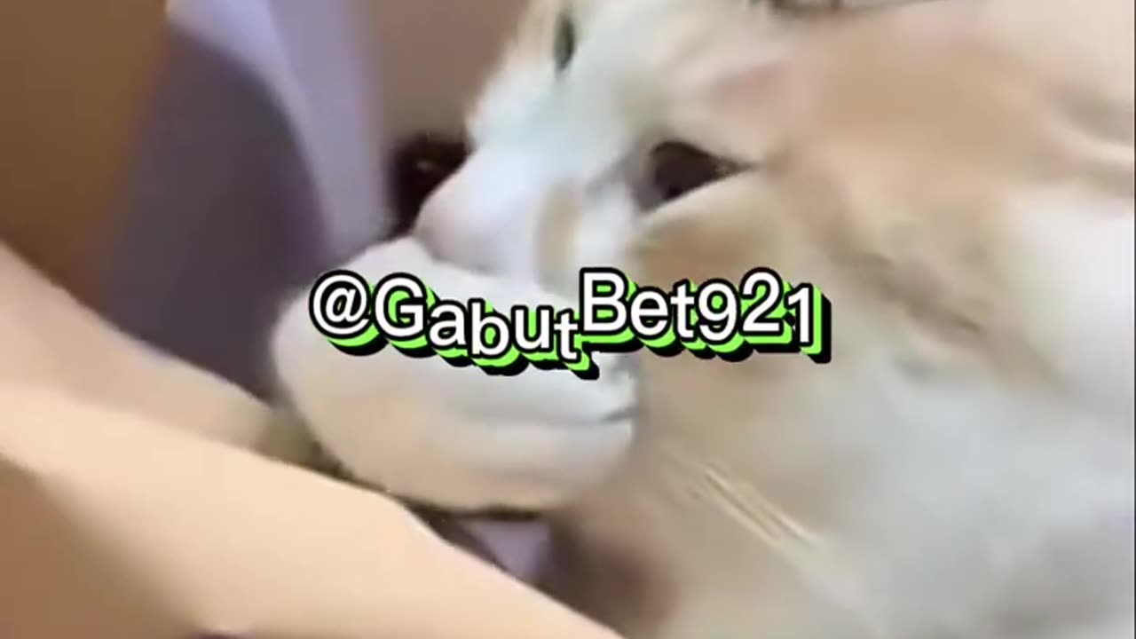 funny cat